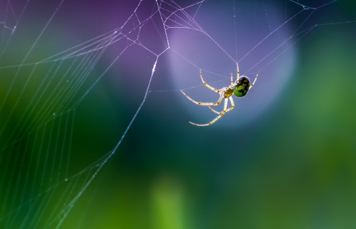 2016-08-31/kobaia
kobaia [Macro et proxiphotographie nature]
