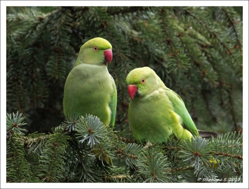 2013-04-04/MouLaG Ofr 
MouLaG Ofr [ Faune sauvage ]
