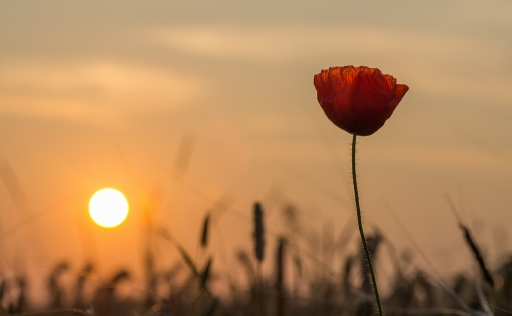 2013-07-12/neosilencers
neosilencers [ Coucher / Lever de soleil ]
