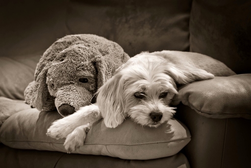 2013-04-11/olilignan
olilignan [ Noir et Blanc, Sepia et desaturation partielle ]
