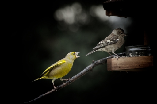 2012-04-02/Marceline
Par Marceline dans [ Faune sauvage ]
