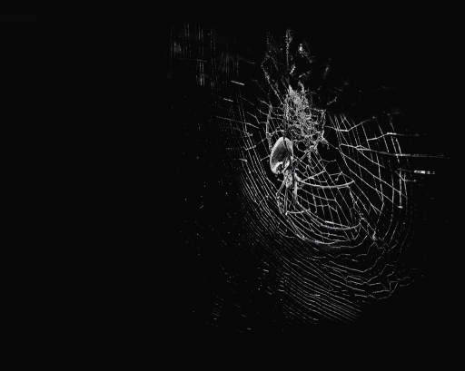 2018-01-25 CarpoDingo
CarpoDingo [Macro et proxiphotographie nature]
