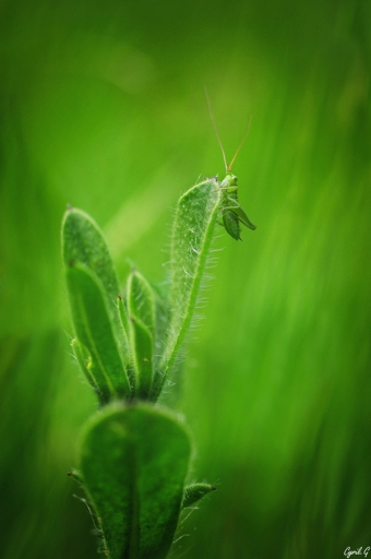 2018-05-17 CarpoDingo
CarpoDingo [Macro et proxiphotographie nature]

