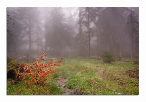 2012-04-18/randos74
Par randos74 dans [ Arbres / Forets / Vegetation]
