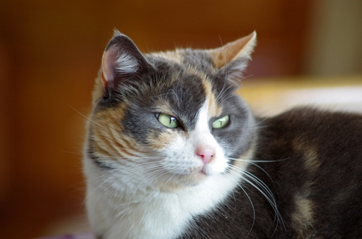 2013-04-12/rembrant
rembrant [ Animaux de compagnie ]
