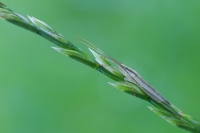 Nom du fichier=140715125652627979.jpg
Taille du fichier=297Ko
Dimensions : 1024x686
Ajouté le : 15 Juillet 2014 140715125652627979.jpg