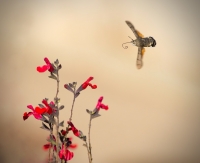 Nom du fichier=160827123201202411.jpg
Taille du fichier=87Ko
Dimensions : 1024x836
Ajouté le : 27 Août 2016 160827123201202411.jpg