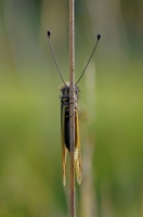 Nom du fichier=18020710335221379915542794.jpg
Taille du fichier=122Ko
Dimensions : 663x1000
Ajouté le : 07 Février 2018 18020710335221379915542794.jpg