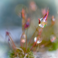 Nom du fichier=427043IMGP8818w.jpg
Taille du fichier=280Ko
Dimensions : 1024x1024
Ajouté le : 03 Mai 2017 427043IMGP8818w.jpg