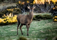 Nom du fichier=975977sanstitre1.jpg
Taille du fichier=283Ko
Dimensions : 1024x731
Ajouté le : 24 Avril 2017 975977sanstitre1.jpg