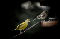 Nom du fichier=img156901.jpg
Taille du fichier=95Ko
Dimensions : 1024x678
Ajouté le : 01 Avril 2012 img156901.jpg