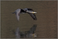 Nom du fichier=imgp0129w.jpg
Taille du fichier=239Ko
Dimensions : 1024x681
Ajouté le : 20 Mars 2012 imgp0129w.jpg