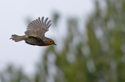 2011-01-01/dedales
par dedales - [Faune sauvage]
