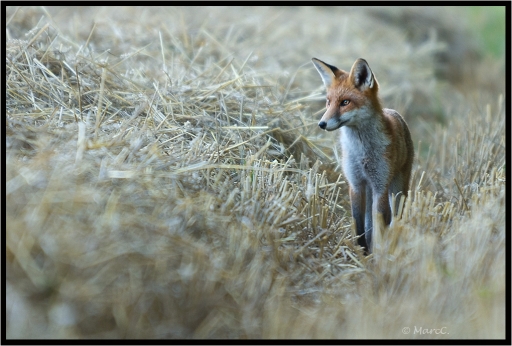 2011-08-02 / randos74
Par randos74 - [ Faune sauvage ]
