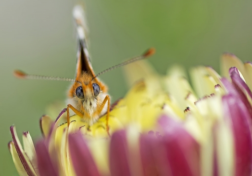 2011-05-06/dedales
Par dedales - [ Macro et proxi-photo ]
