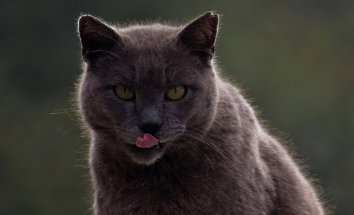 Fevrier 2012- dedales
Fevrier 2012 - dedales
