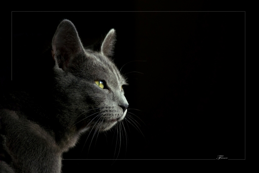 Avril 2012 - deche
Avril 2012 - deche
