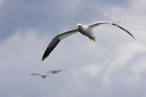 2012-05-19/dimvig
Par dimvig dans [ Faune sauvage ]
