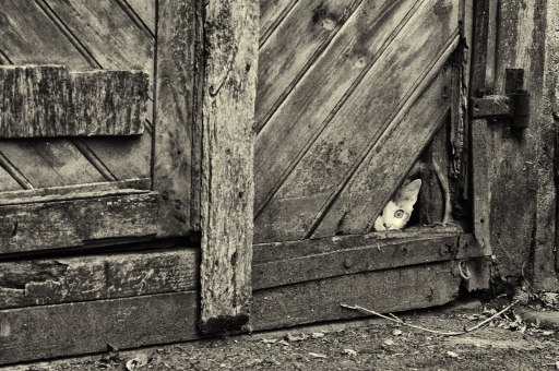 Juillet 2012 - rastalaly
Juillet 2012 - rastalaly
