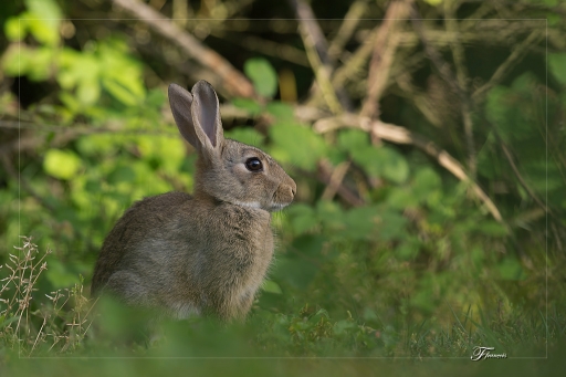 2012-07-21/deche
Par deche dans [ Faune sauvage ]
