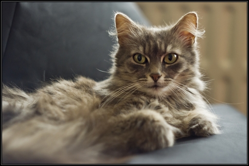 juin 2012 - guepard
Juin 2012 - guepard
