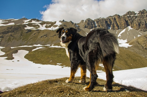 Juin 2012 - dedales
Juin 2012 - dedales
