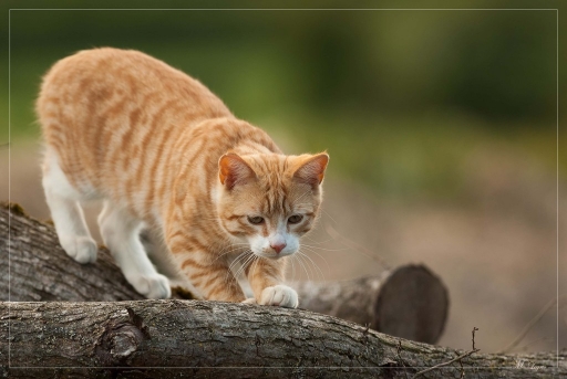 Mai 2012 - irish_mike
Mai 2012 - irish_mike
