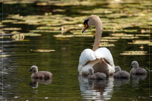 2012-05-26 / irish_mike
Par irish_mike dans [ Faune sauvage ]
