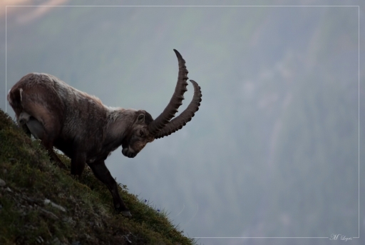 2012-06-30/irish_mike
Par irish_mike dans Faune sauvage
