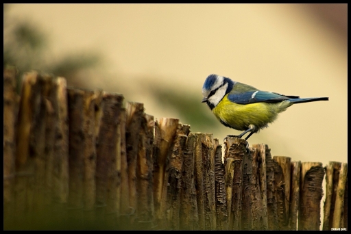 2012-04-04 / Zorus
Par Zorus dans [ Faune sauvage ]
