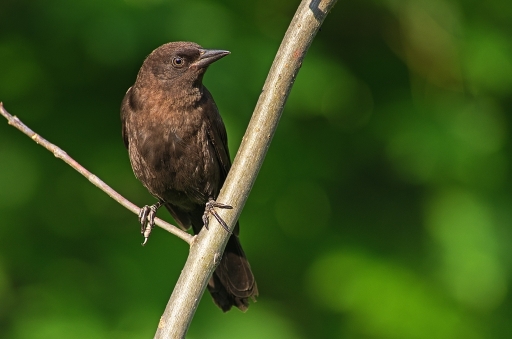 2011-08-19 / ramiot
Par ramiot - [ Faune sauvage ]
