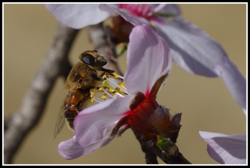2012-03-03/olilignan
Par olilignan dans [ Macro et proxi-photo ]

