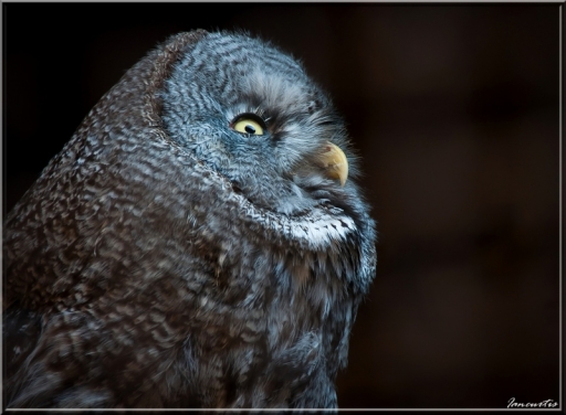 2012-08-01/Iancurtis
Par Iancurtis - [ Zoo et parcs animaliers ]
