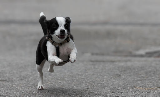 Septembre 2012-dedales
Septembre 2012 - dedales
