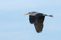 Nom du fichier=110325065546984887880356.jpg
Taille du fichier=263Ko
Dimensions : 1024x683
Ajouté le : 25 Mars 2011 110325065546984887880356.jpg