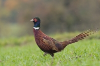 Nom du fichier=111029084428907.jpg
Taille du fichier=300Ko
Dimensions : 1000x665
Ajouté le : 29 Octobre 2011 111029084428907.jpg