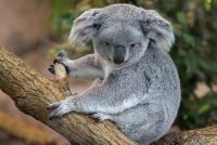 Koala1.jpg