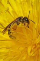 Nom du fichier=imgp1971u.jpg
Taille du fichier=174Ko
Dimensions : 678x1024
Ajouté le : 16 Avril 2011 imgp1971u.jpg