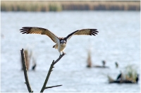 Nom du fichier=imgp7679.jpg
Taille du fichier=181Ko
Dimensions : 1024x680
Ajouté le : 13 Mars 2012 imgp7679.jpg