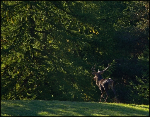 2012-10-07/sylve
par Sylve dans [ faune sauvage ]
