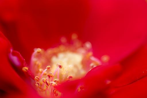 2013-10-04 / bbert
bbert [ Fleurs ]
