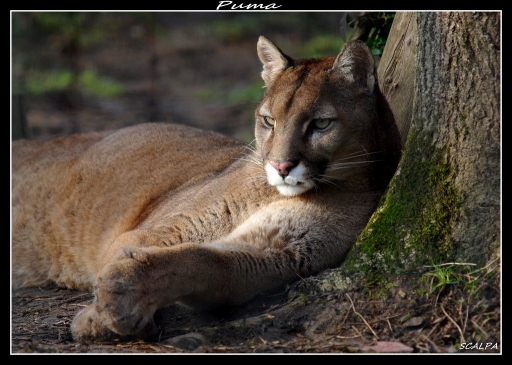 2011-03-11 / scalpa
  Par :scalpa [ Zoo et parcs animaliers ]
