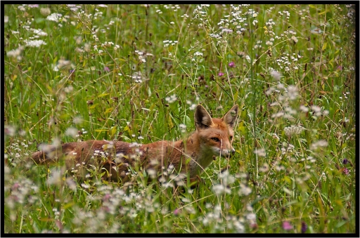 2011-07-29 / randos74
par Randos74 [faune sauvage]
