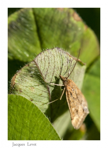 2013-04-13 / Pech les oies
Pech les oies [macro et proxi photo ]
