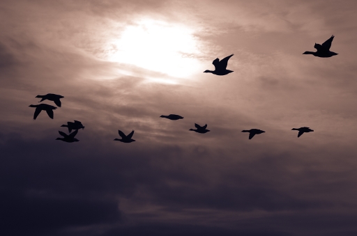 2013-12-01/iJUJU
iJUJU [ Faune Sauvage ] 
