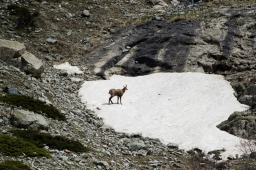 2014-06-12 / Hermes
Hermes [Faune Sauvage]
