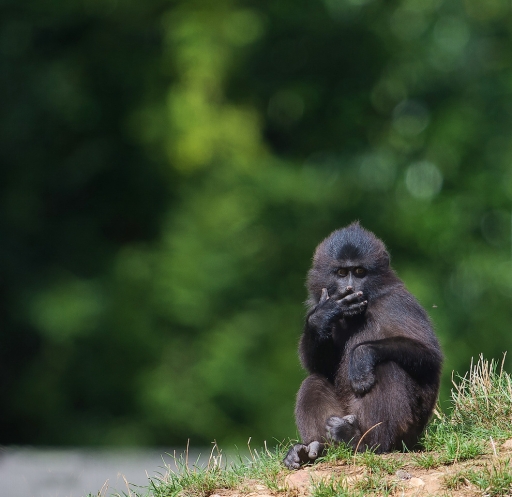 2015-09-20 / mickmack
mickmack [Animaux domestiques ou captifs ]
