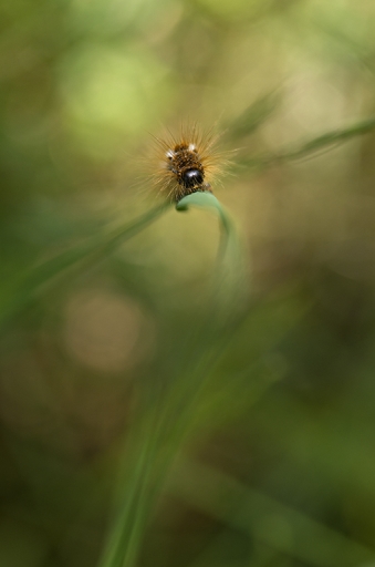 2014-05-18 / mathieu
mathieu [ Macro et proxi-photo ]
