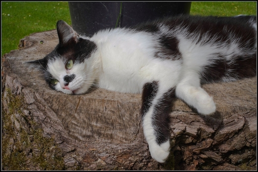 2013-07-13 / Mickmack 
Mickmack [ Animaux de compagnie ]
