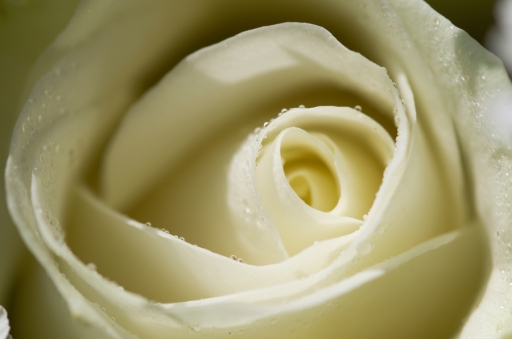 2013-04-06
Mosesmalone [ Fleurs ] 
